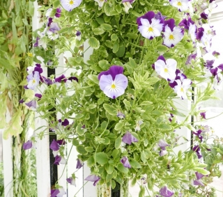 Les légumes frais de Causi